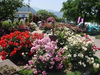 grp0606093423.jpg 200150 19K